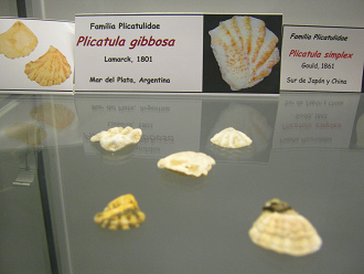 Plicatula gibbosa 02