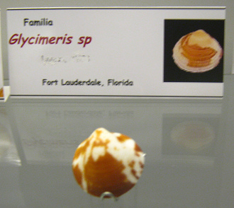 Glycimeris sp