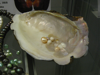 Criastaria plicata, primer plano con perla