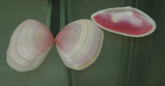 Tellina lineata, primer plano