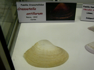 Crassatella antillarum