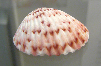 Argopecten gibbus, primer
                                    plano
