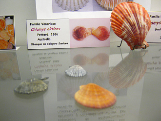 Chlamys
                          aktinos