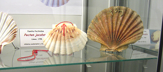 Pecten
                          jacobeus