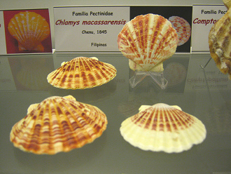Chlamys macassarensis