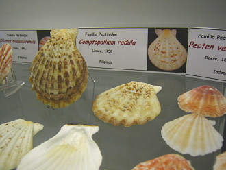 Comptopallium radula, placa