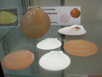 Amusium pleuronectes