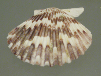 Volachlamys tranquebarica, primer plano