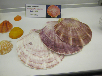 Patinopecten caurinus