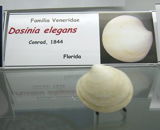 Dosinia
                          elegans