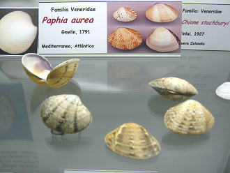 Paphia
                          aurea