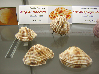 Antigona lamellaris
