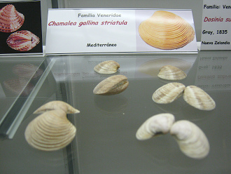 Chamalea gallina striatula