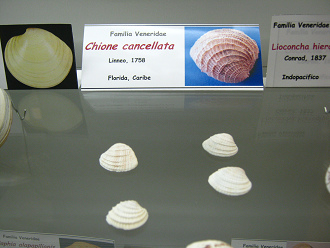 Chione cancellata