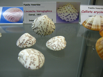 Lioconcha hieroglyphica