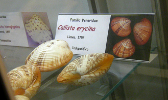 Callista erycina, placa