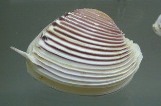 Pitar
                          dione, primer plano