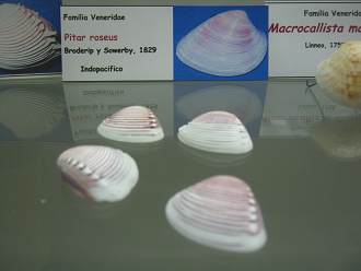 Pitar roseus Pitar
roseus