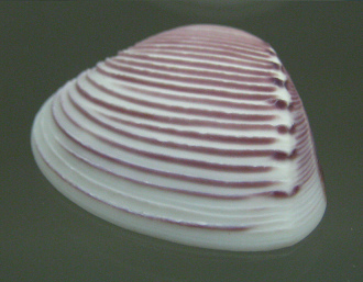 Pitar roseus,
primer plano Pitar
roseus, primer plano