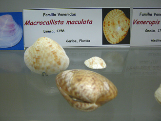 Macrocallista maculata Macrocallista maculata