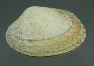 Venerupis aurea aurea, primer plano Venerupis aurea aurea, primer plano