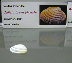 Callista
brevisiphonata Callista brevisiphonata
