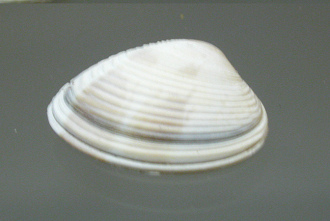 Callista brevisiphonata, primer plano Callista brevisiphonata, primer plano