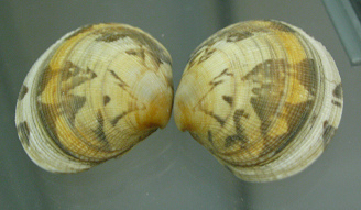 Venerupis
pullastra, primer plano 01 Venerupis pullastra, primer
plano 01