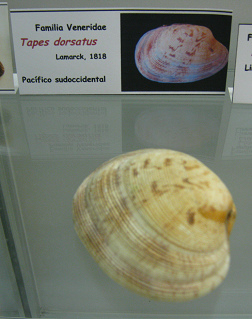 Tapes dorsatus Tapes
dorsatus