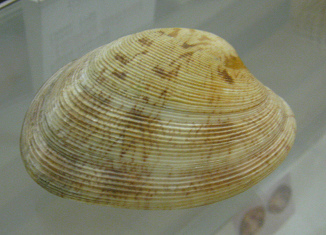 Tapes dorsatus, primer plano Tapes dorsatus, primer plano