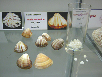 Tivela
mactroides Tivela mactroides