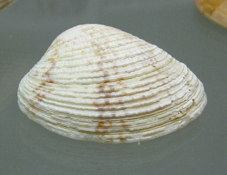 Ventricolaria rigida, primer plano Ventricolaria rigida, primer plano