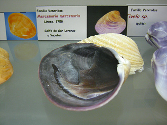 Mercenaria
mercenaria Mercenaria mercenaria