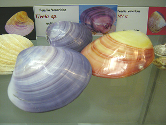 Tivela sp Tivela sp