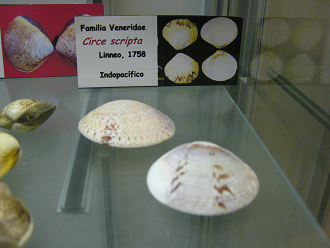 Circe scripta Circe
scripta