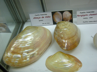 Almeja de Cebu Almeja
de Cebu