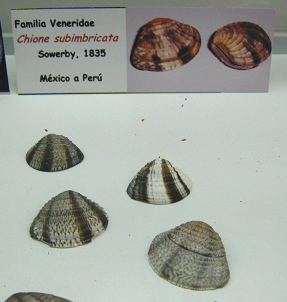 Chione
subimbricata Chione subimbricata