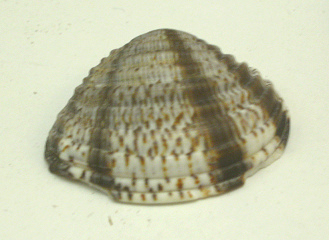 Chione subimbricata, primer plano Chione subimbricata, primer plano