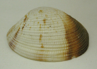 Peryglipta puerpera, primer plano Peryglipta puerpera, primer plano