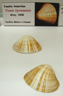 Tivela
byronensis Tivela byronensis