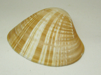 Tivela byronensis, primer plano Tivela byronensis, primer plano