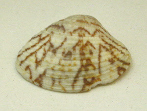 Pitar affinis,
primer plano Pitar
affinis, primer plano