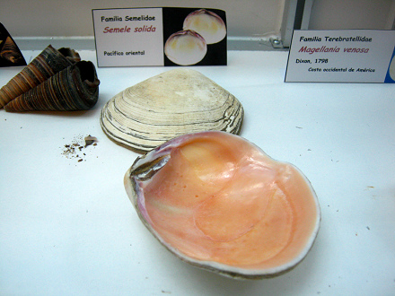 Semele solida Semele
solida