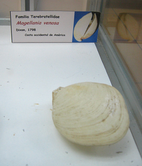 Magellania venosa, primer plano Magellania venosa, primer plano