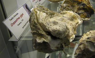 Crassostrea gigas, placa