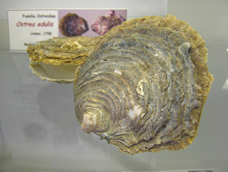 Ostrea edulis, primer plano