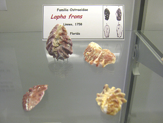 Lopha
                          frons