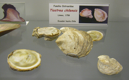 Tiostrea chilensis