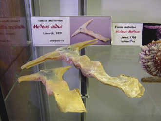 Malleus
                          albus