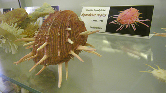 Spondylus regius, placa